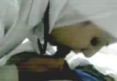 Temat gwiazdy sex z koniem darmowe filmy międzyrasowy