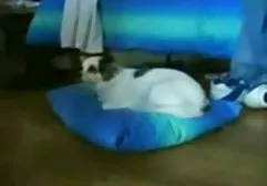 Arabska darmowy film seks ciemno-analiza dziewczynka